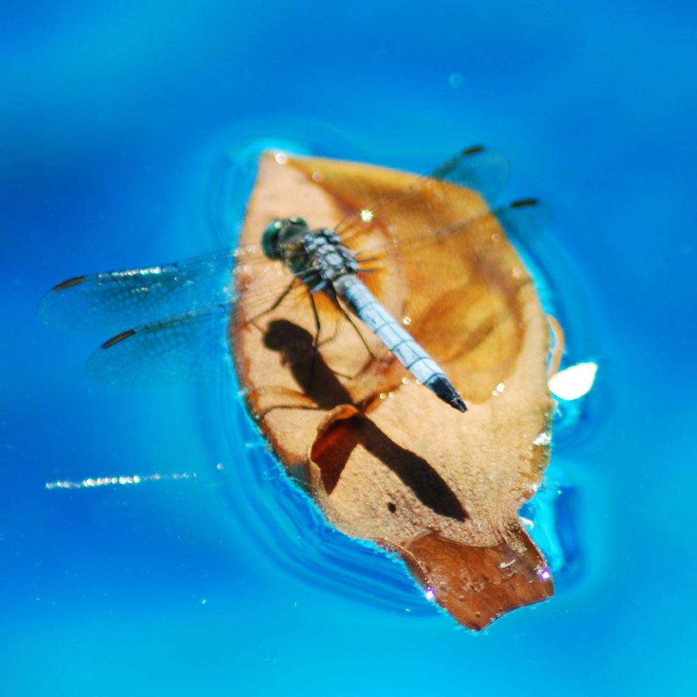 Meet your Posher, Priscilla